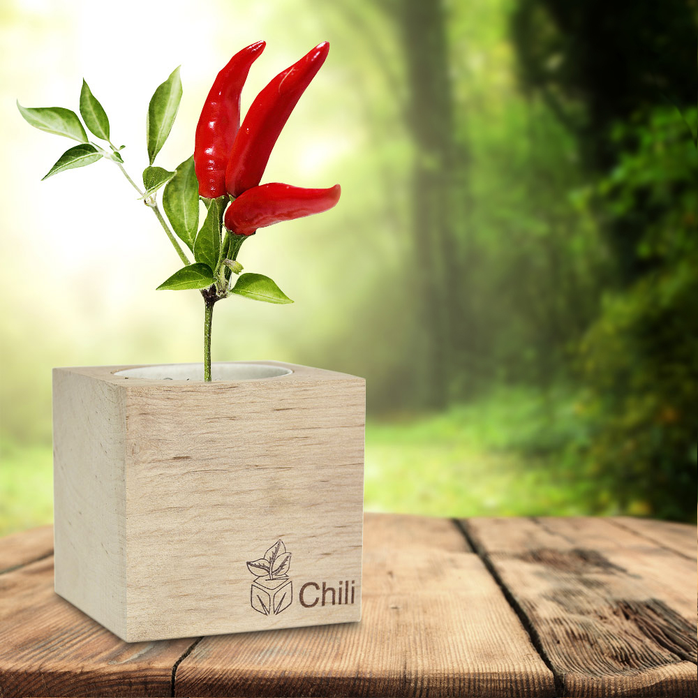 Eco Holzwürfel Chili Eco Holzwürfel Chili
