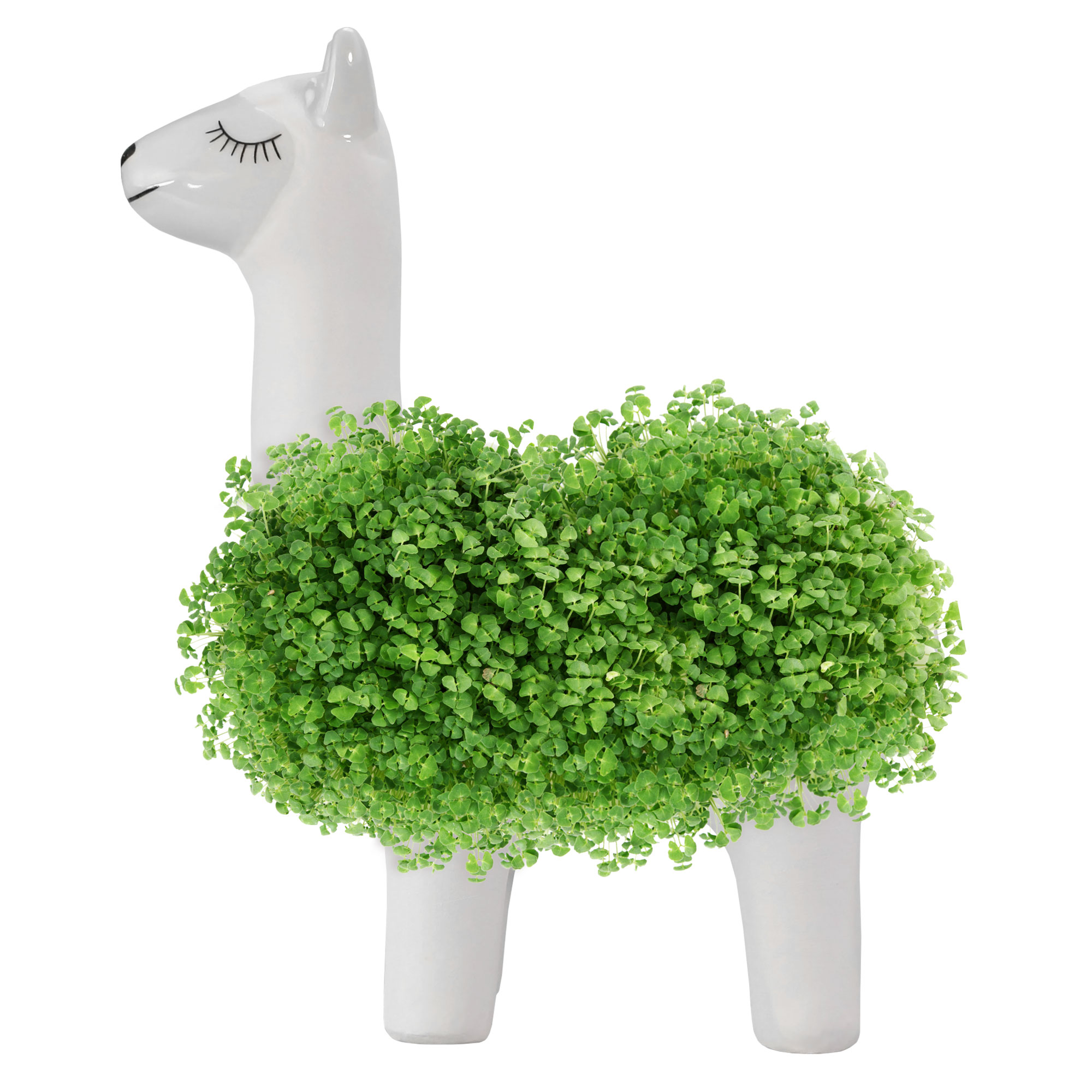 Green Lama Pflanztier - Chia Samen Pflanzgefäß