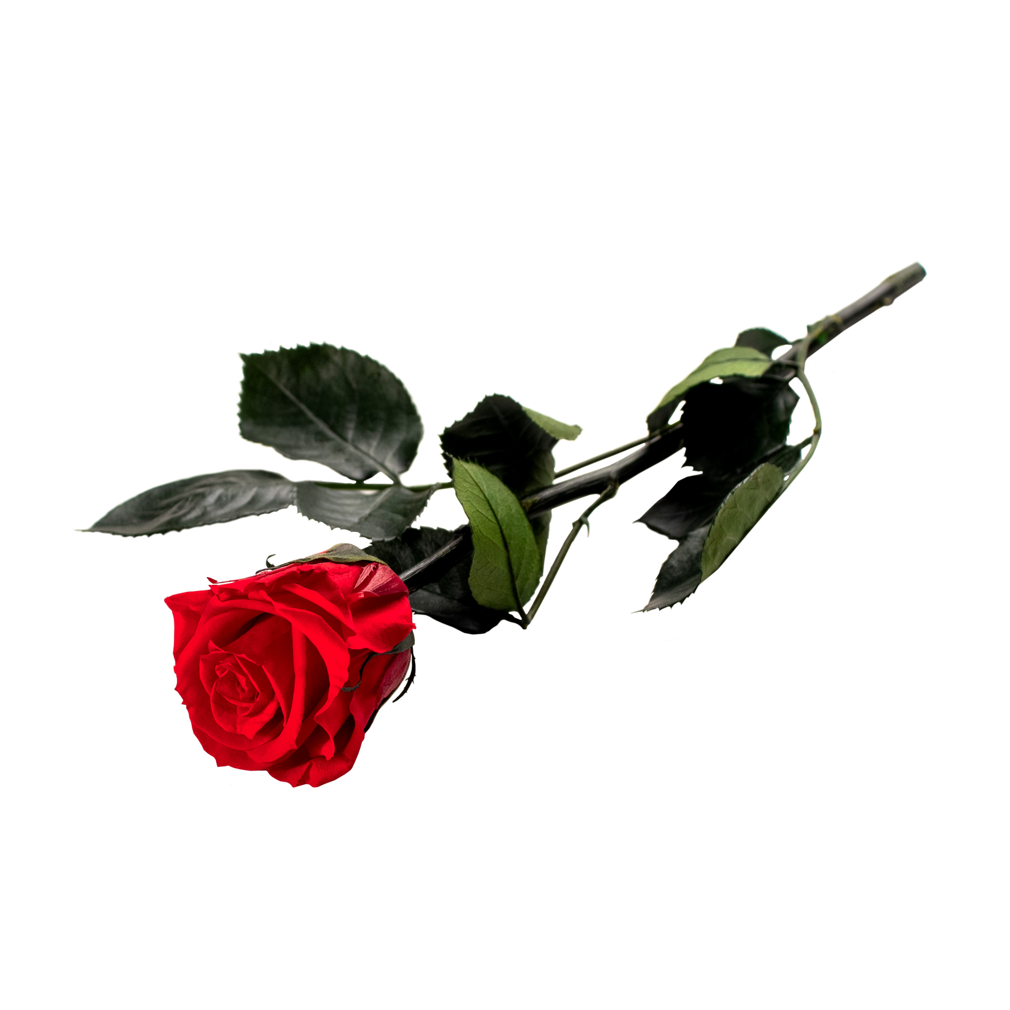 Unvergängliche Rose - Geschenkidee Valentinstag