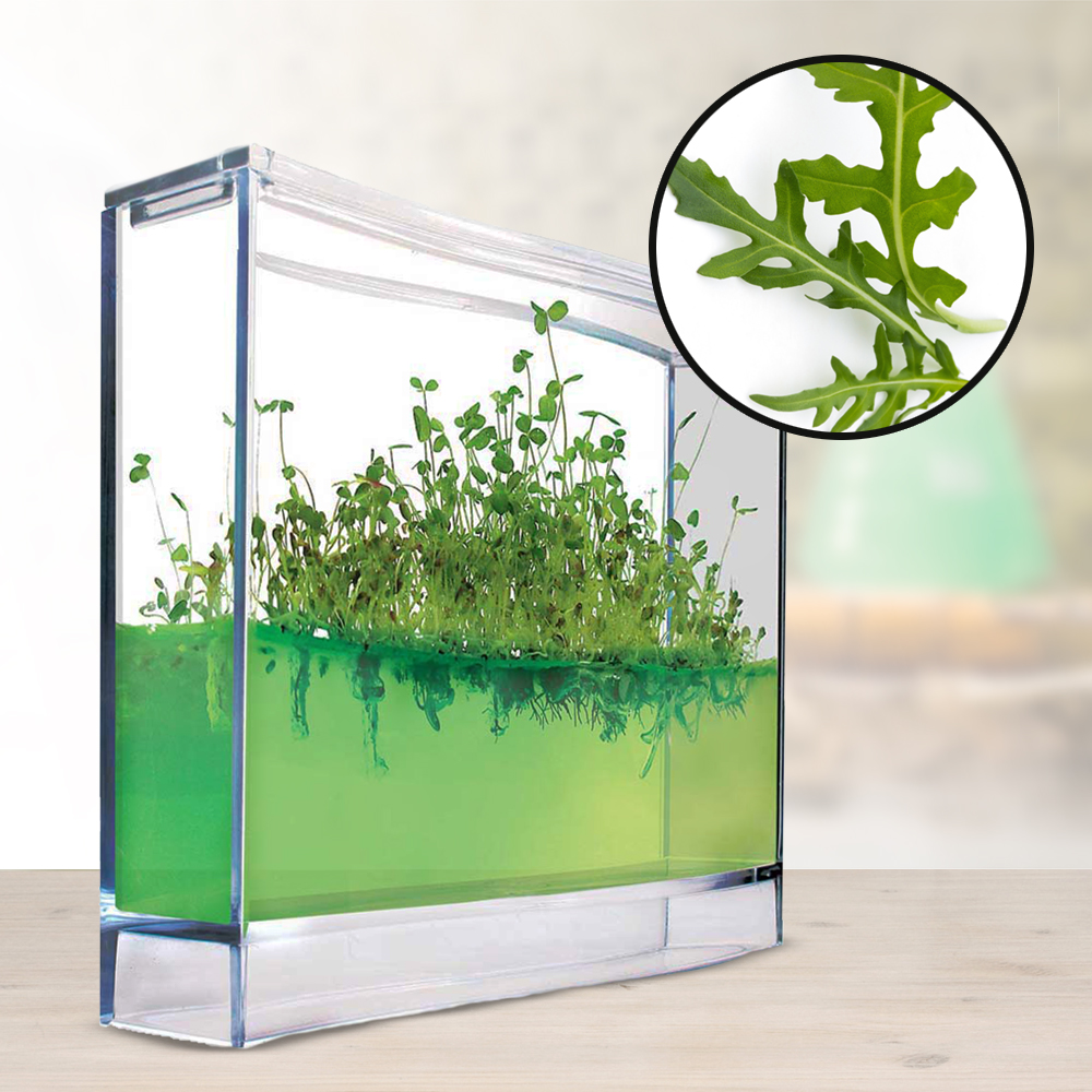 Plantarium Super - Mini Gewächshaus für Kräuter