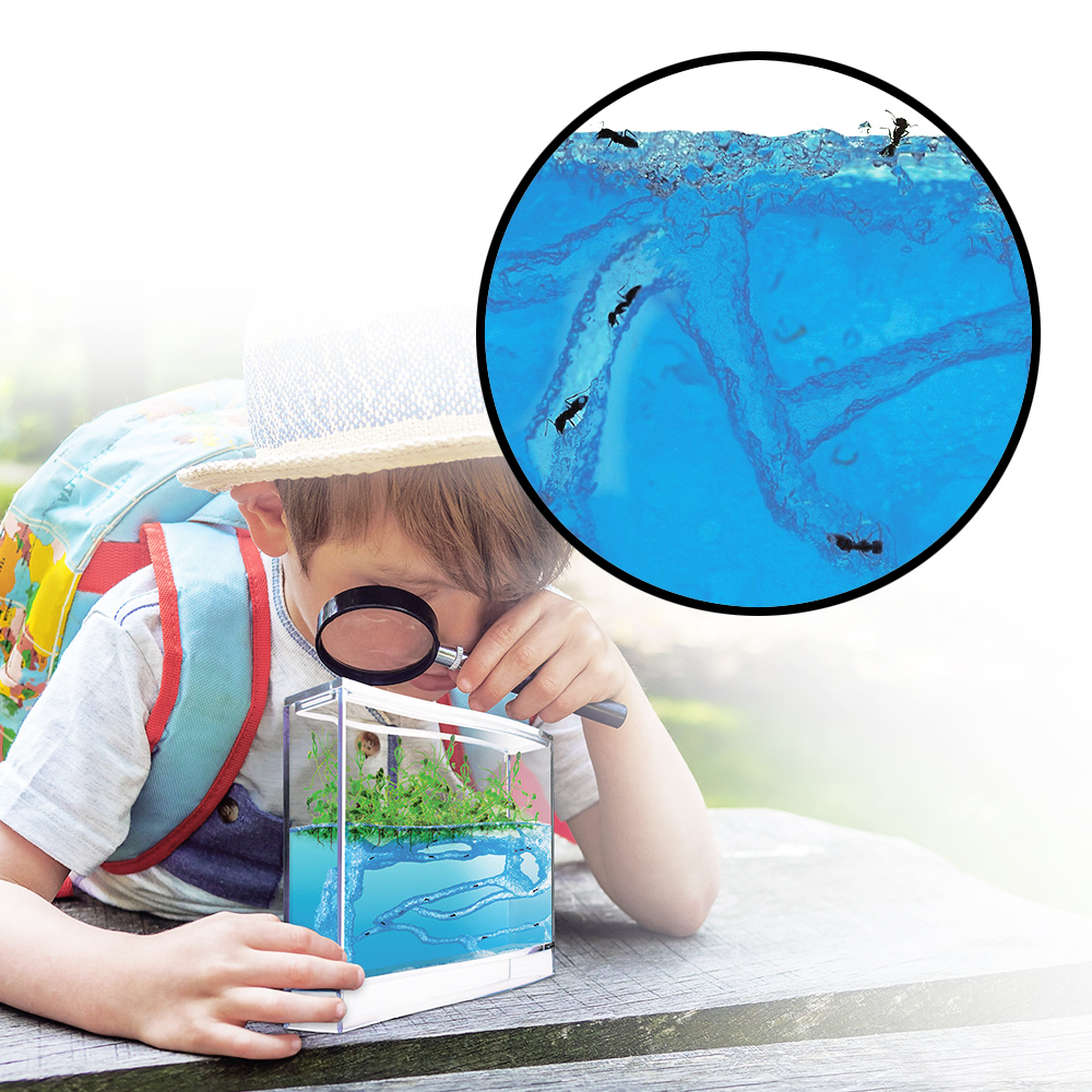 Ameisen Terrarium mit Gel Ökosystem Ameisen Terrarium mit Gel Ökosystem