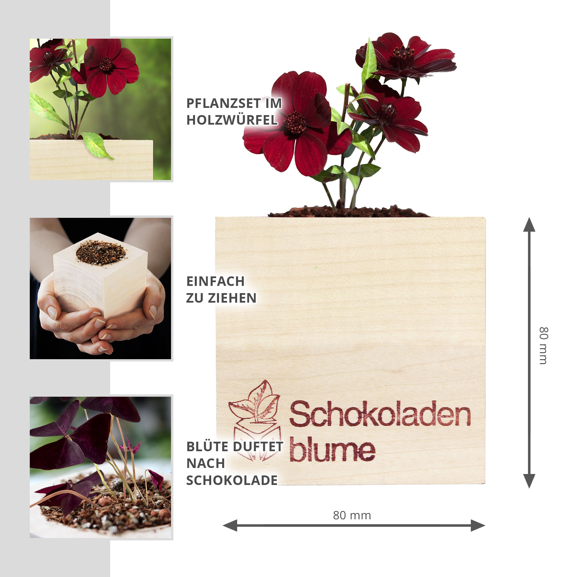 Schokoladenblume im Holzwürfel Anzuchtset, Pflanzwürfel mit Pflanzensamen, Duftende Blume zum Züchten, Schokoblume im Eco Cube Set
