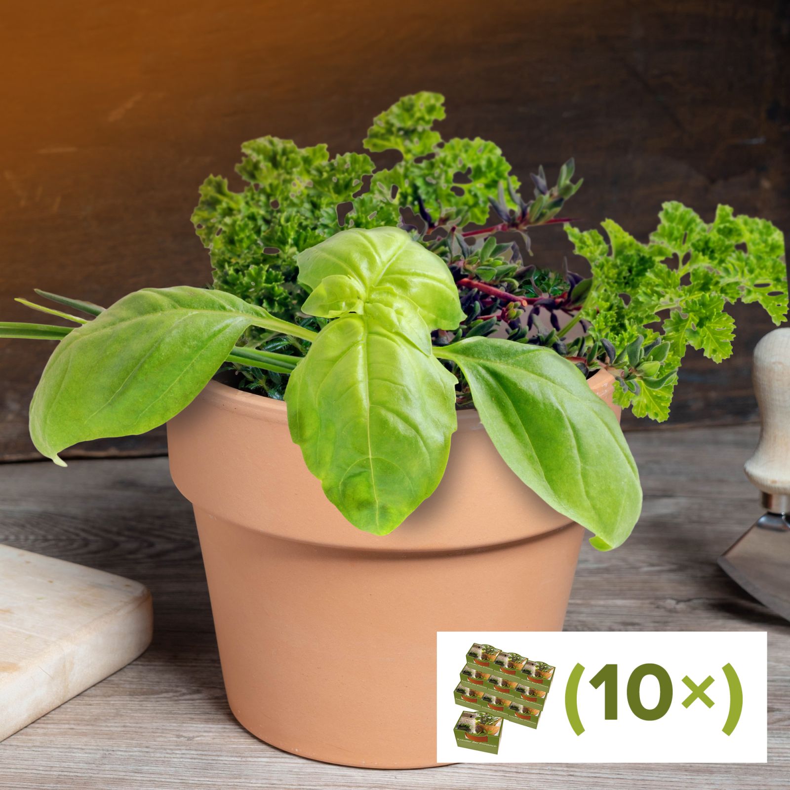 10er Geschenkset zum selber Pflanzen - Kräuter der Provence